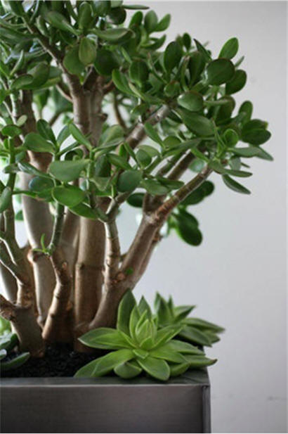 Toronto Florist Jade Plants