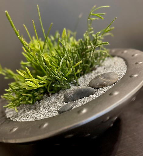 Interior Plants Toronto