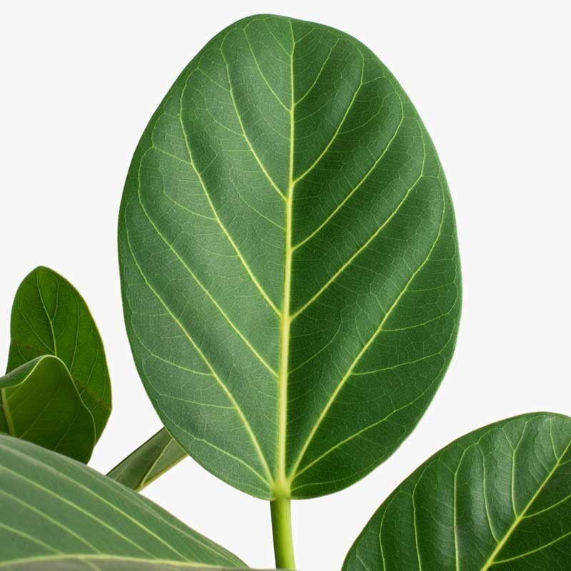 Ficus Audrey aka Ficus Benghalensis Leaf