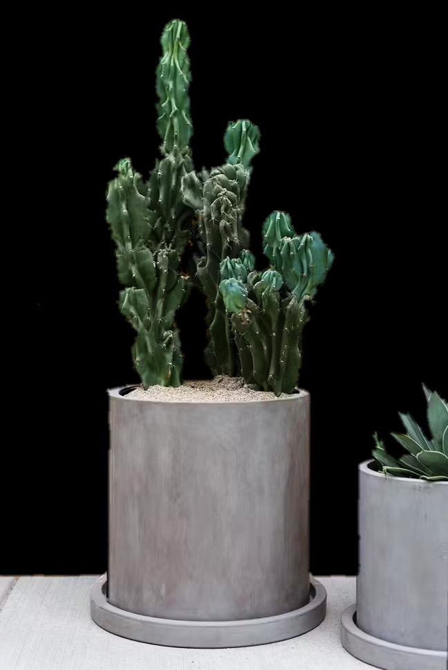 Indoor Plant Delivery Toronto | The Chocolate Tulip