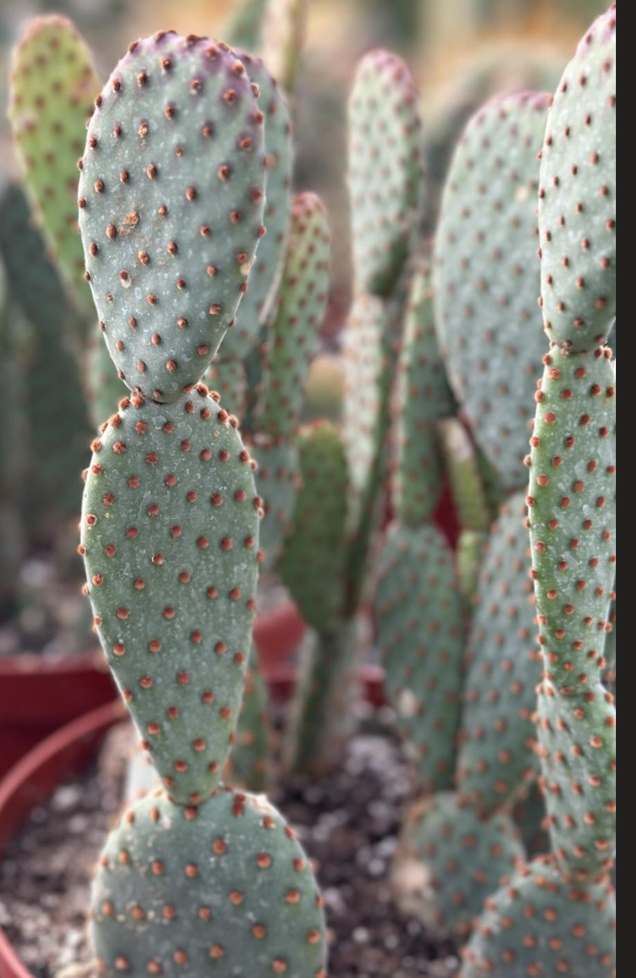 Pear Cactus