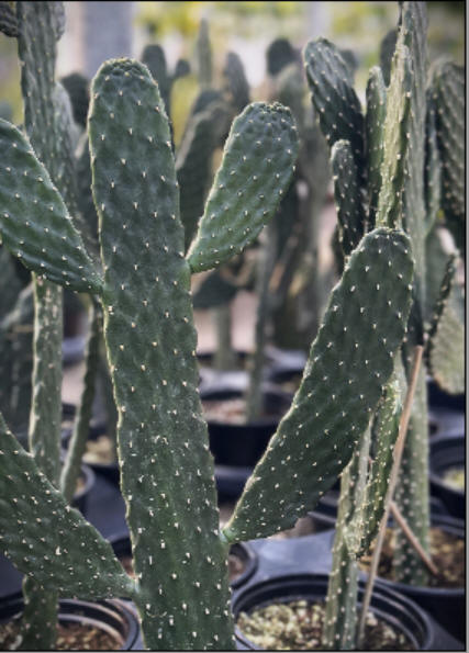 Cartoon Cactus