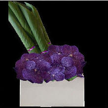 Florist Downtown Toronto Delivery | The Chocolate Tulip
