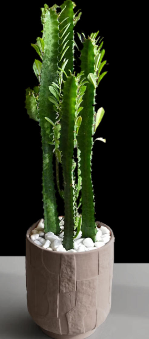Large and Rare Euphrobia