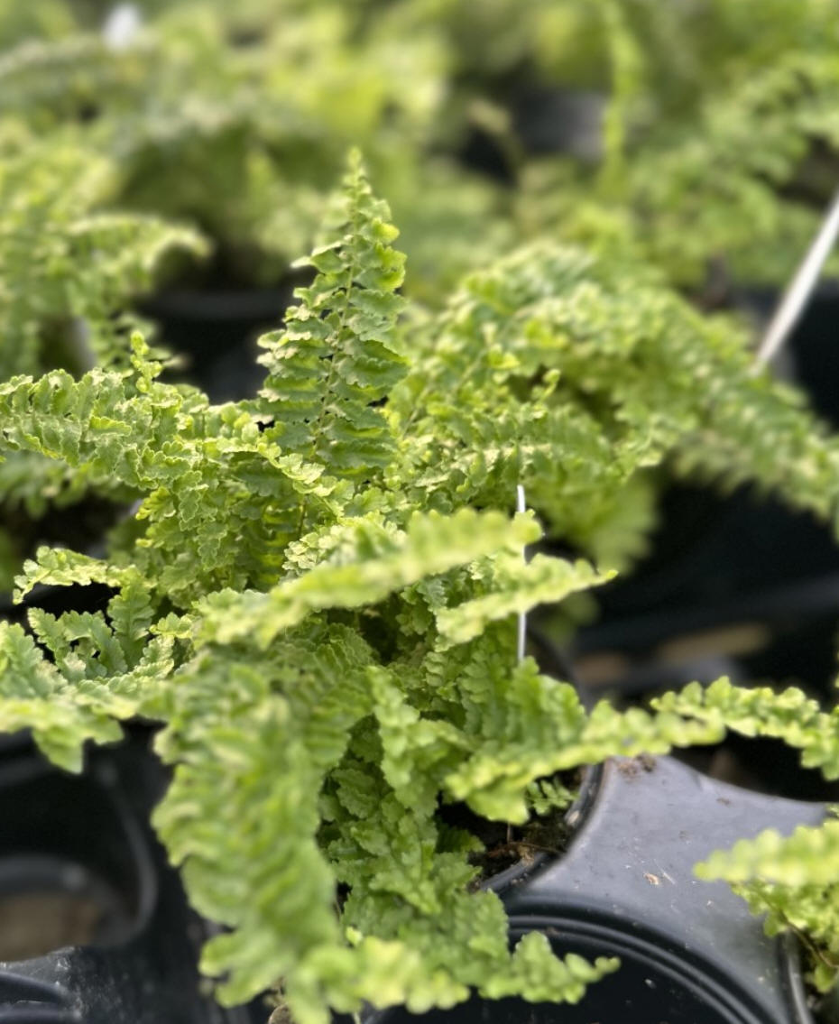ferns