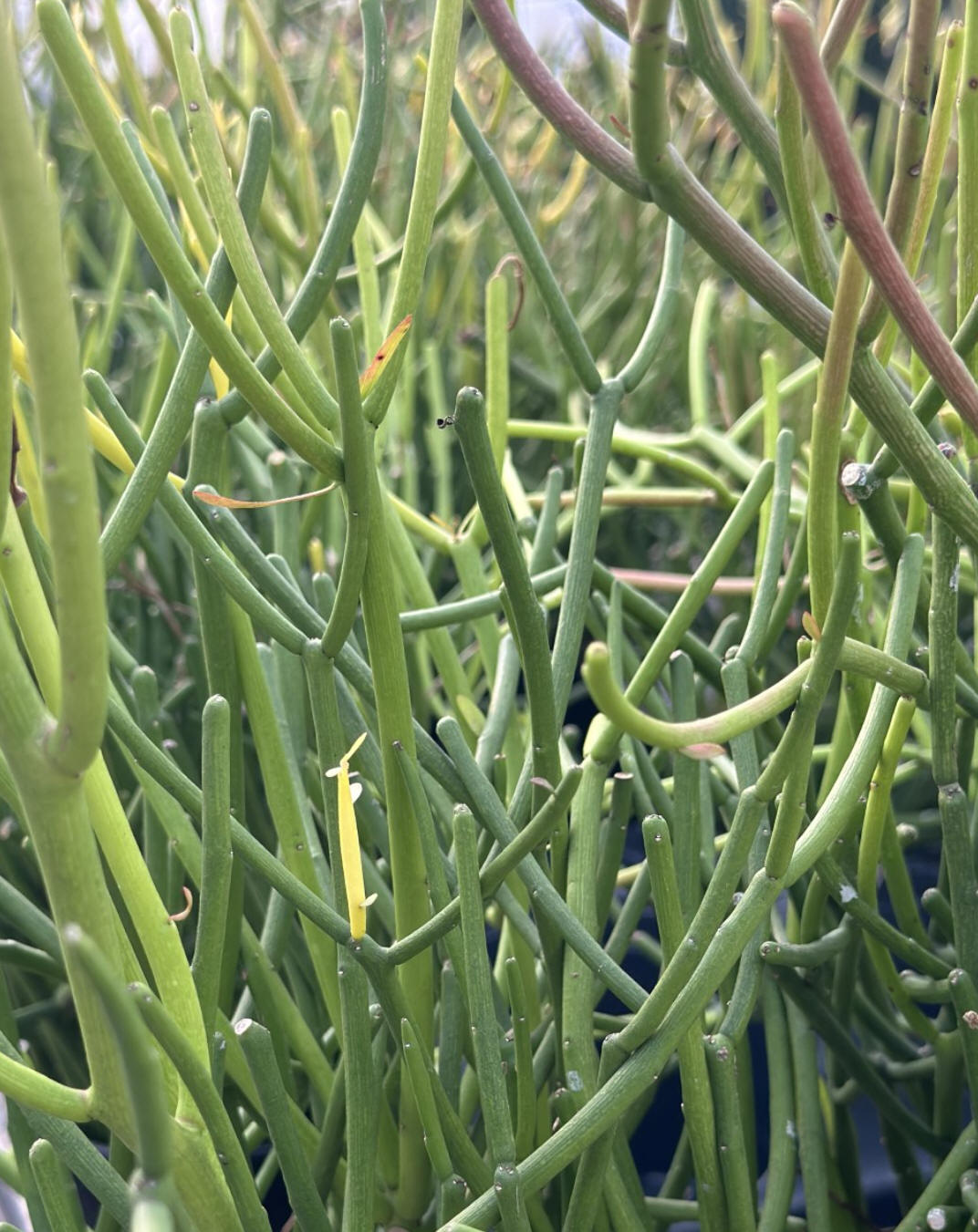Fires Stick Cactus