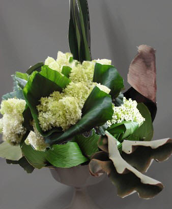 Toronto Florist | The Chocolate Tulip