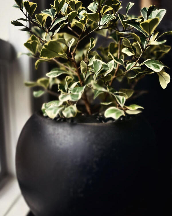 Office and home plant design Toronto