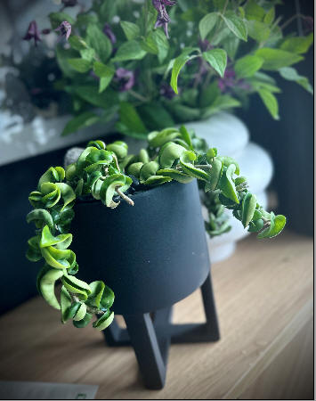In Home plant Care and Design Toronto