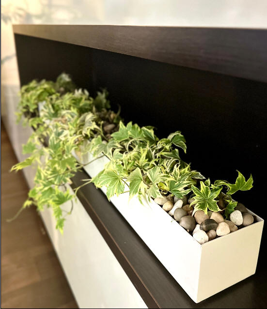 Interior Plant Design Toronto | The Chocolate Tulip Floral and Plant Design Studio