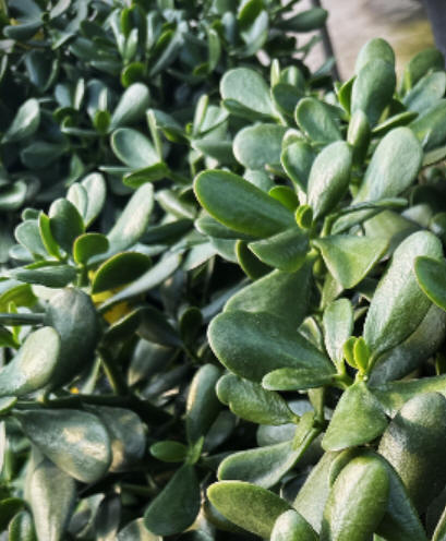 Jade Plants 