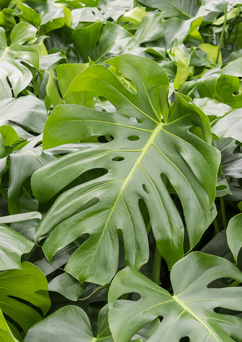 Philodendron