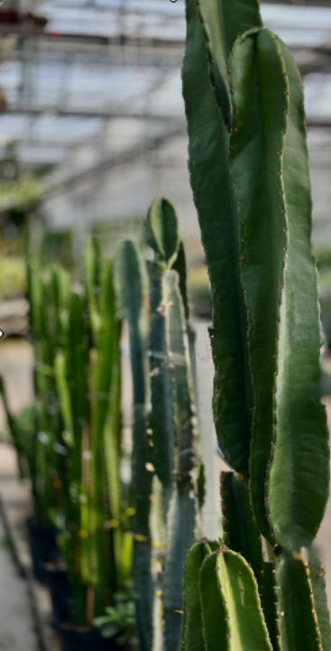 Large and rare Cactus Toronto