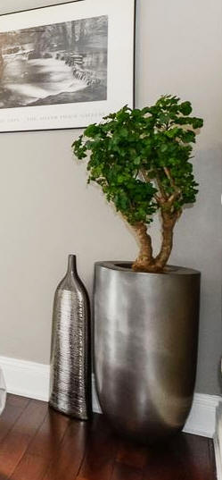 Matur Bonsai - Staging in Toronto