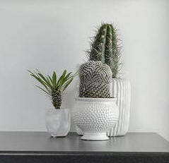 Cactus trio - Plants in Toronto