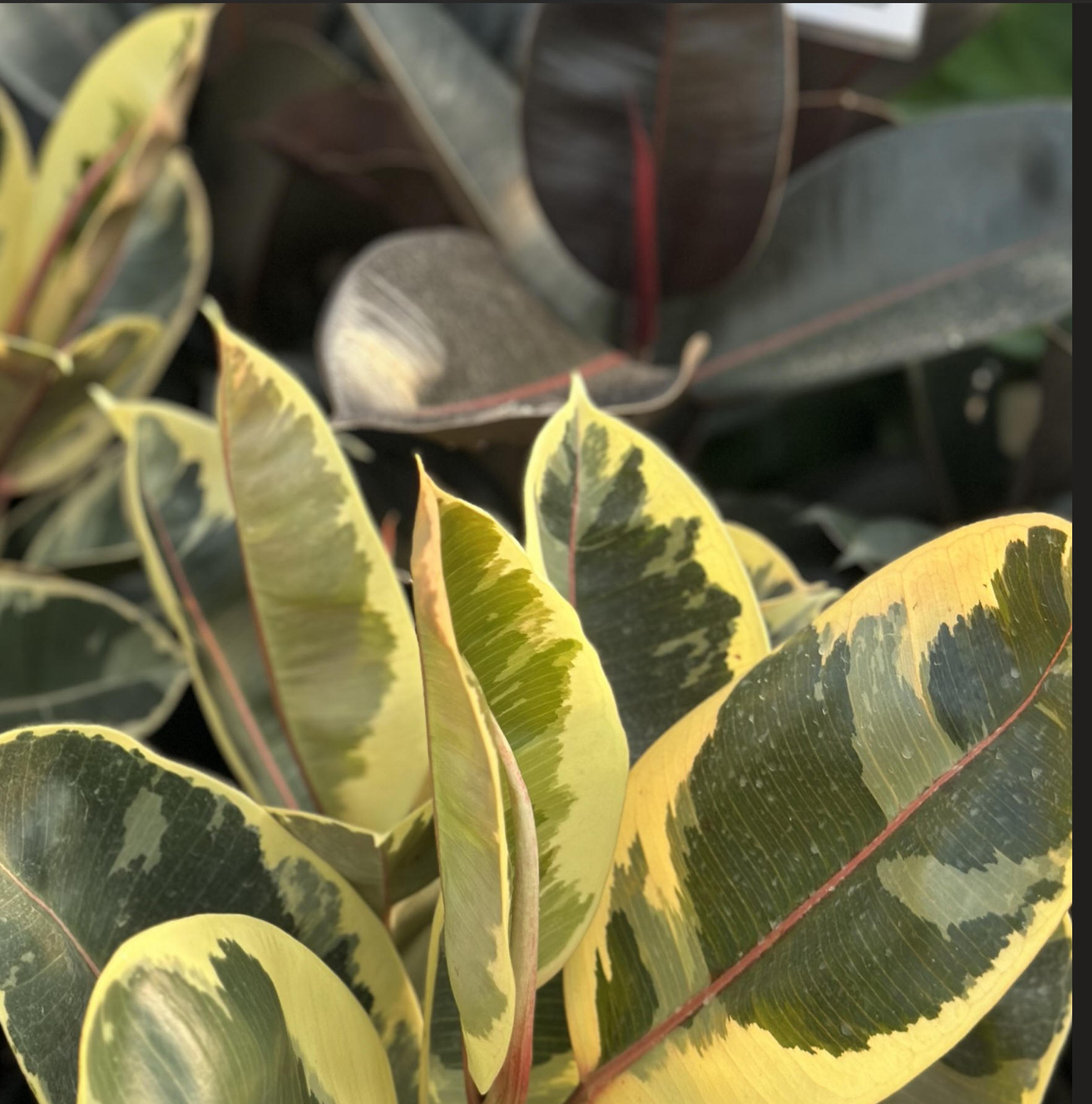 Ficus