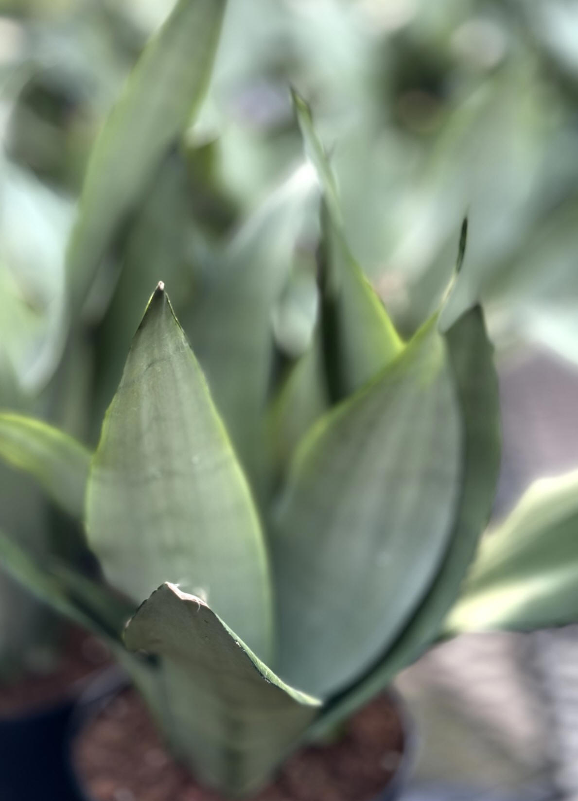 Sanseveria