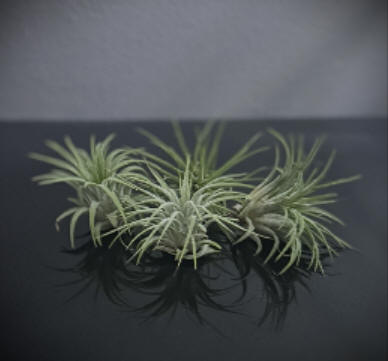 Tillandsia Plants Toronto | The Chocolate Tulip