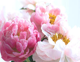 Peonies