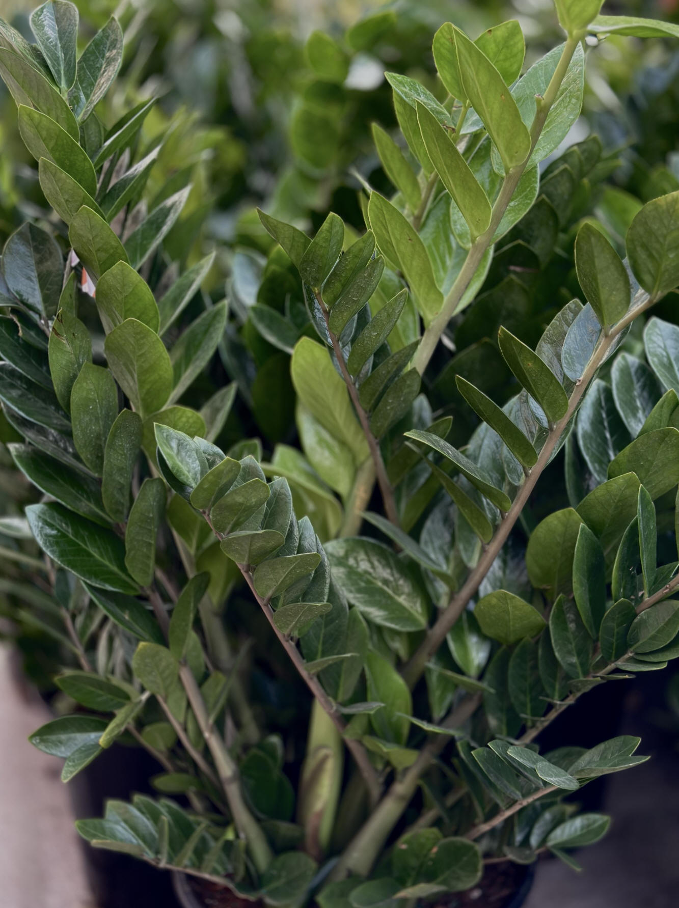 ZZ Plants